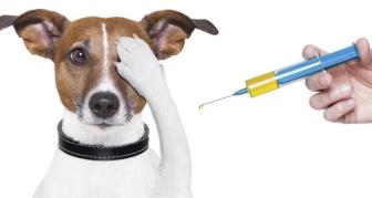 Očkování psů 30.3.2024 1